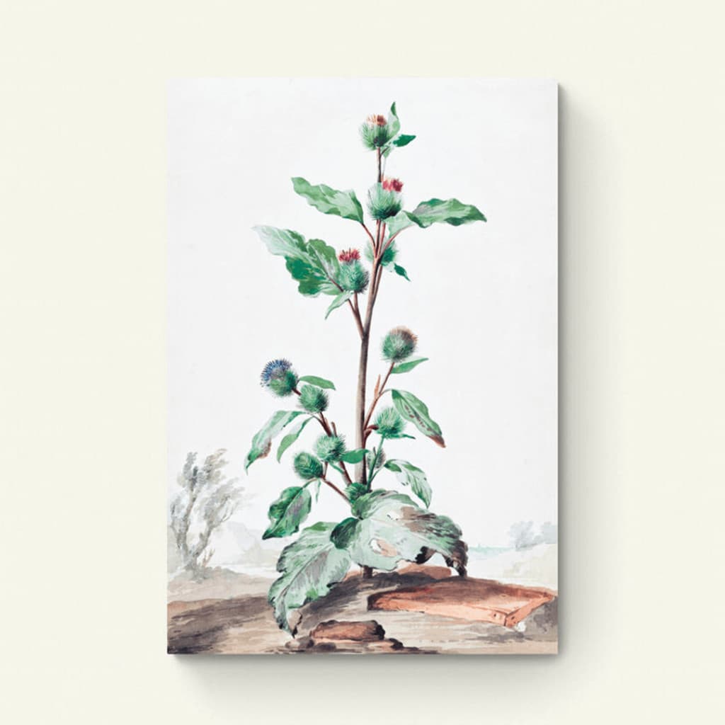 Distel – Aert Schouman