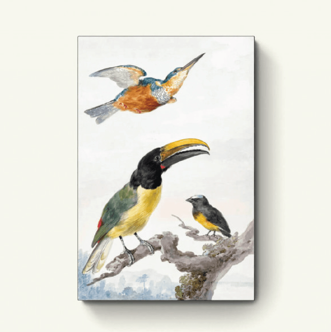 Drie vogels: een ijsvogel, een toekan van prins von Wied en een mus – Aert Schouman