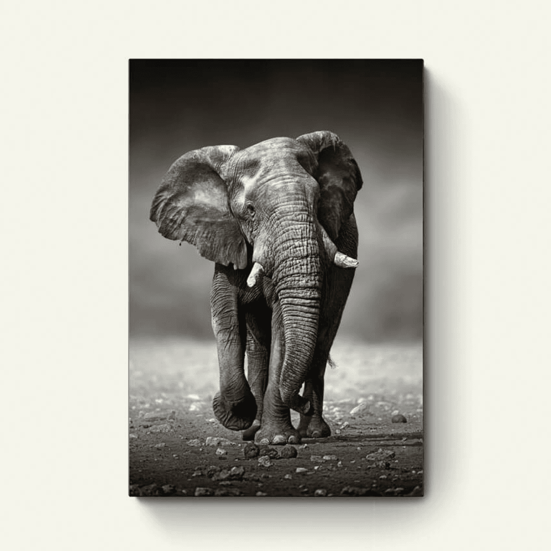 Olifant (zwart-wit)