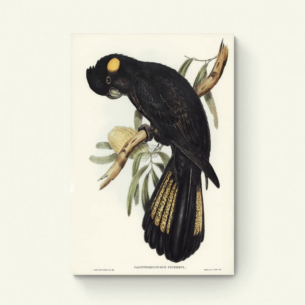 Funereal Cockatoo – Elizabeth Gould