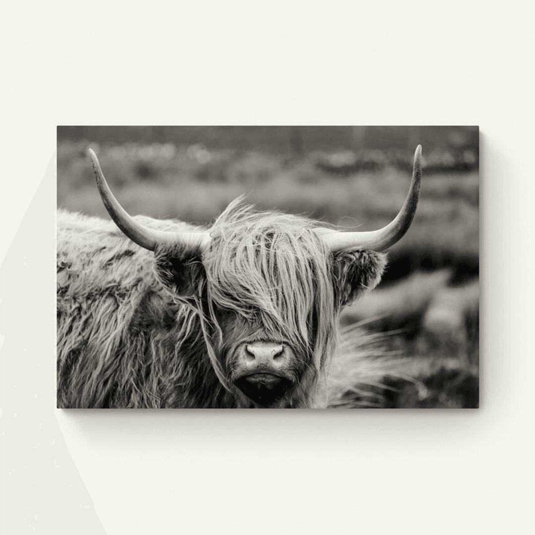 Hooglander (zwart-wit)