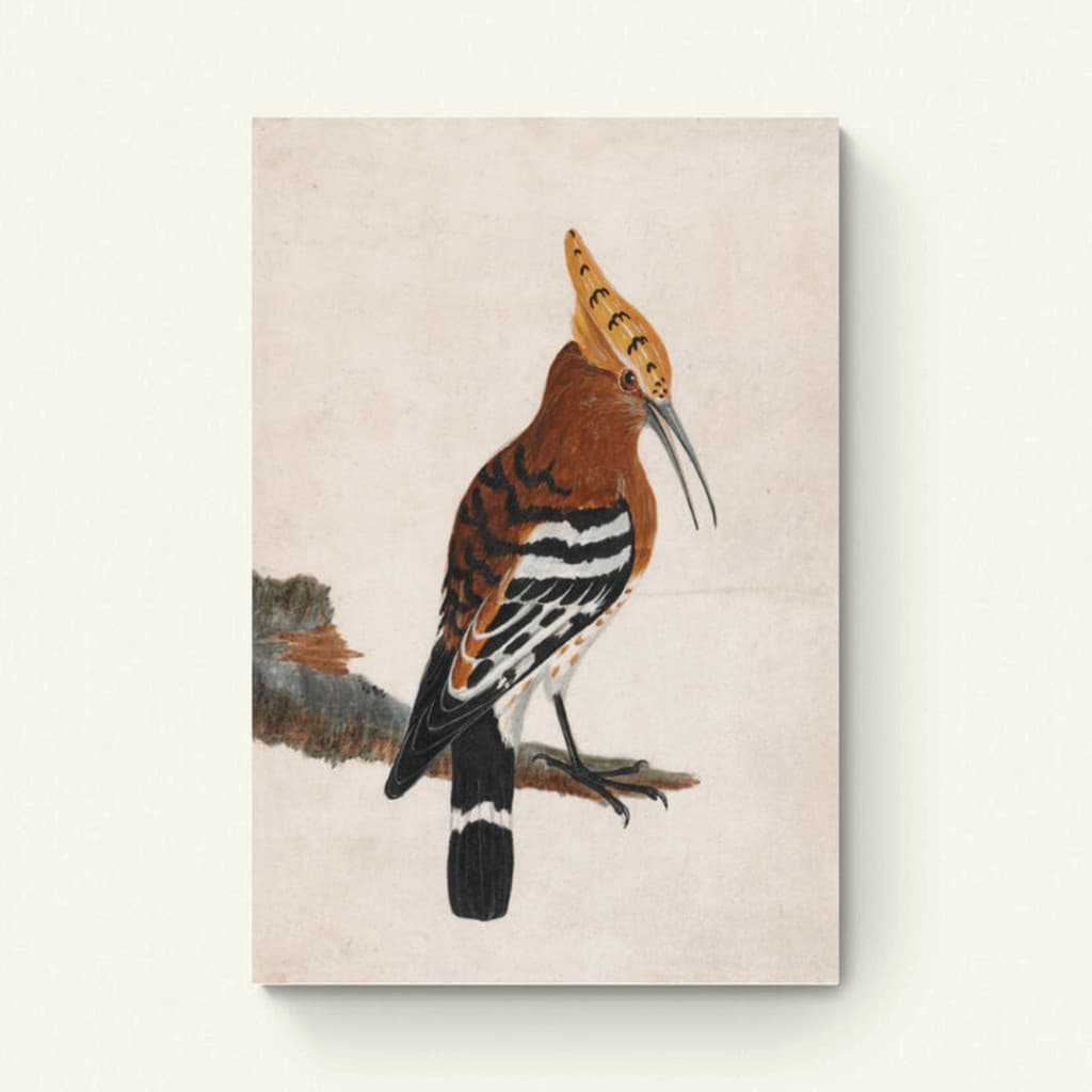 Hoopoe: Common Hoopoe