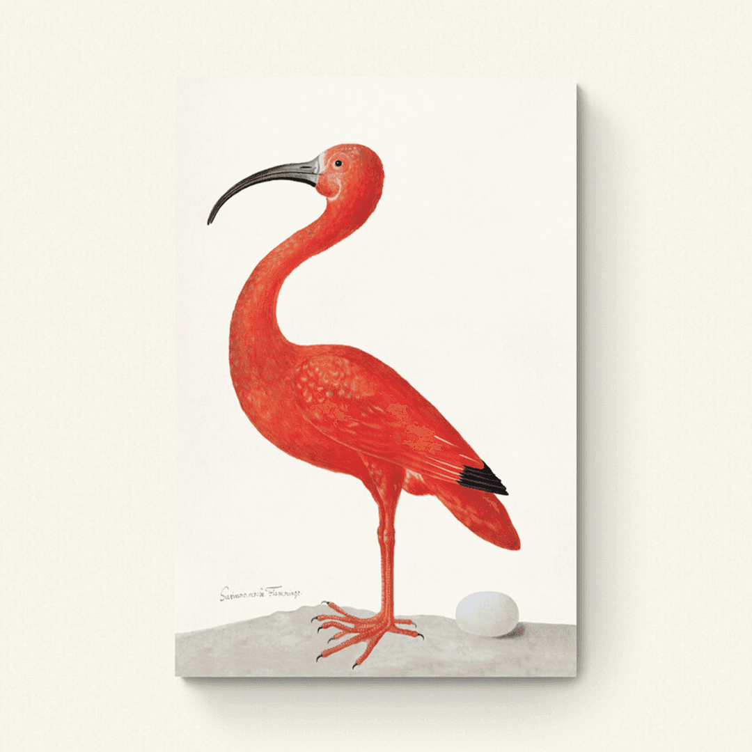 Ibis met een ei