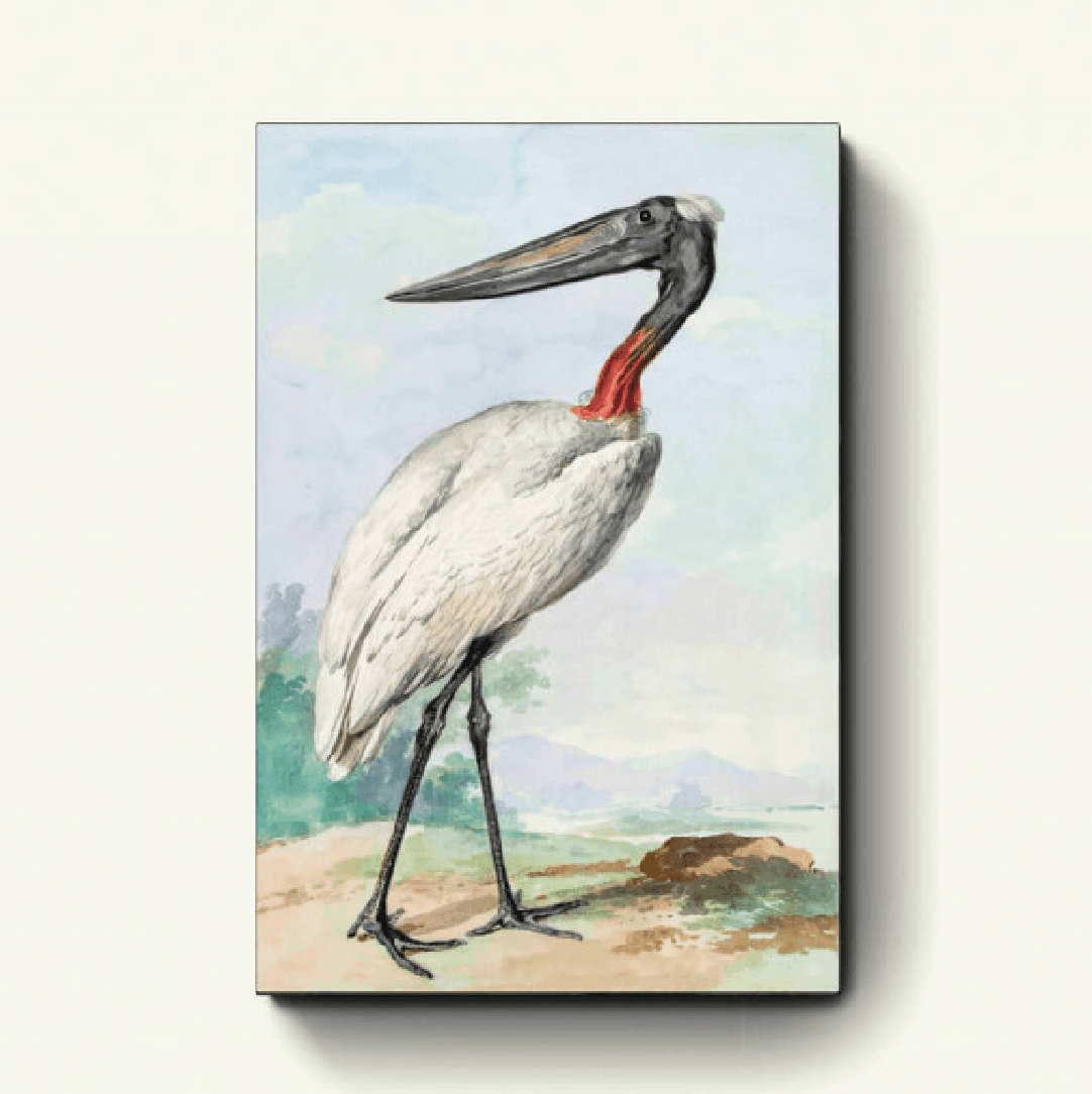 Jabiru – Aert Schouman