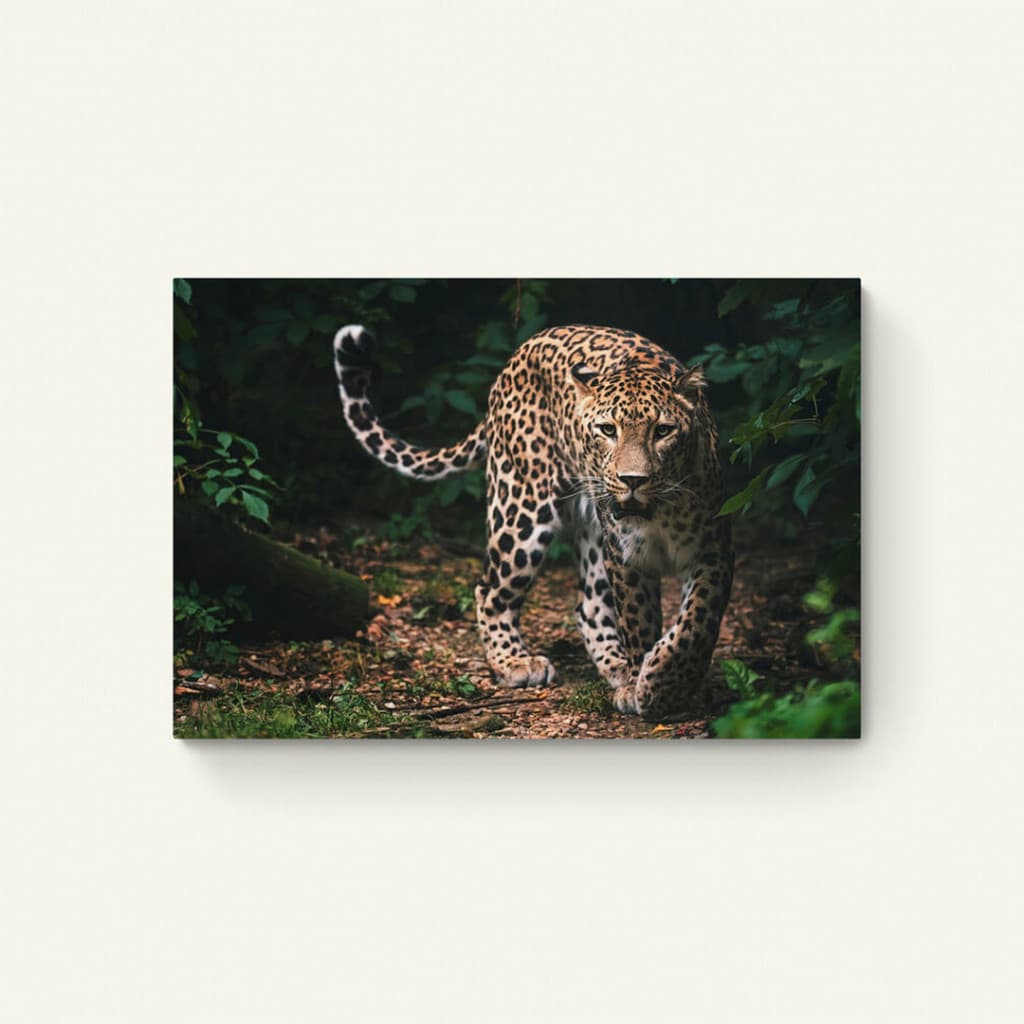 Jaguar in het oerwoud