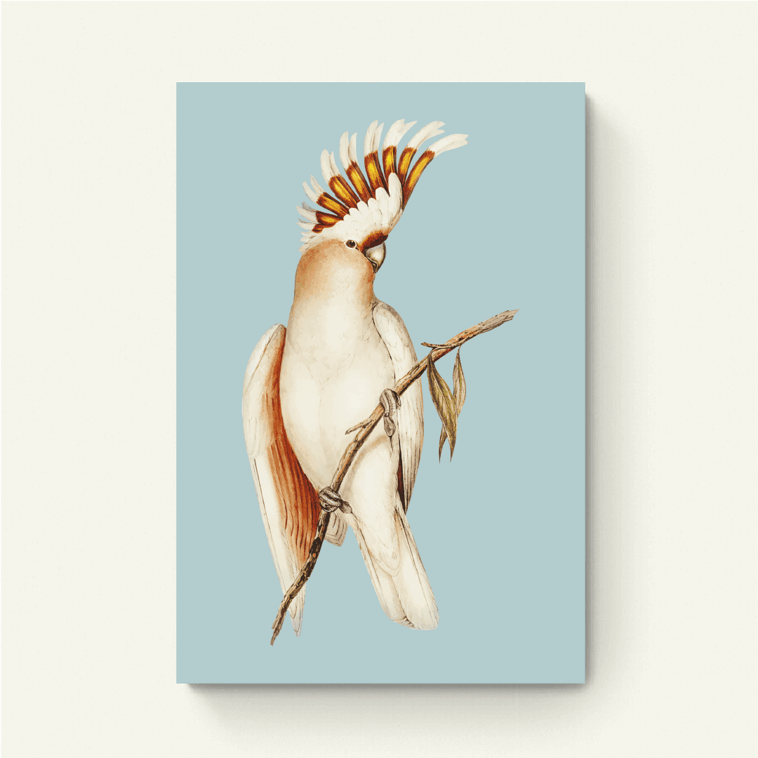 Kaketoe illustratie