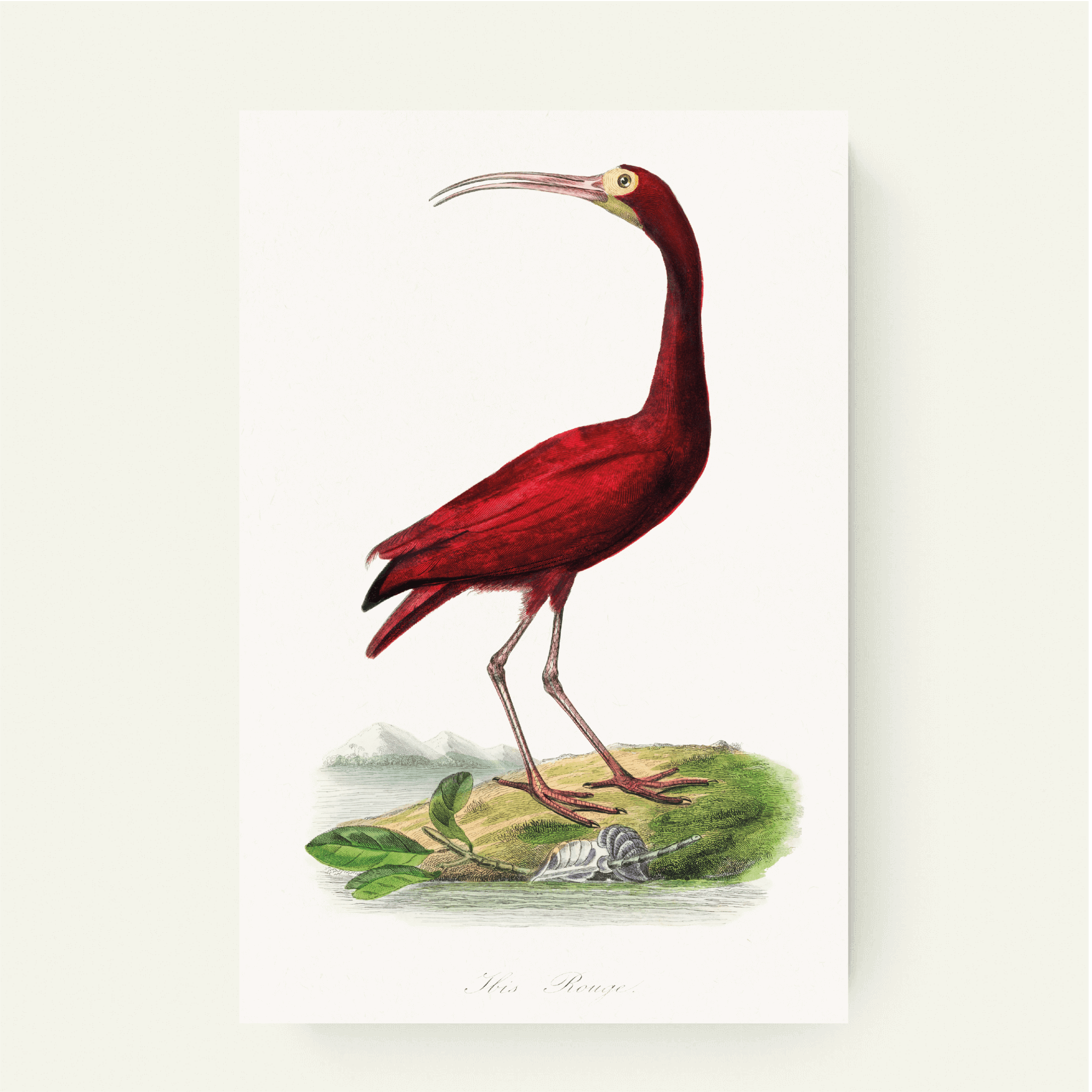 Karmozijnrode Ibis