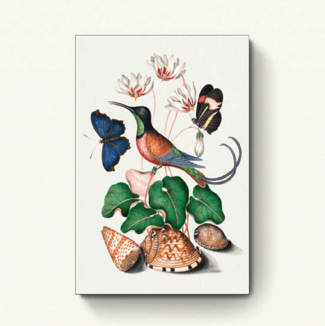 Karmozijnrode topaaskolibrie, cyclamen, rode postbode en schelpen uit het natuurhistorisch kabinet
