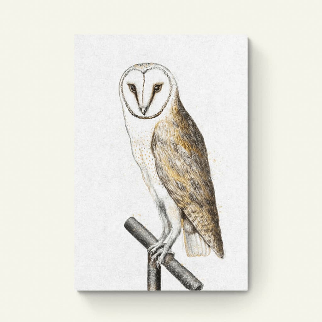 Kerkuil vintage illustratie