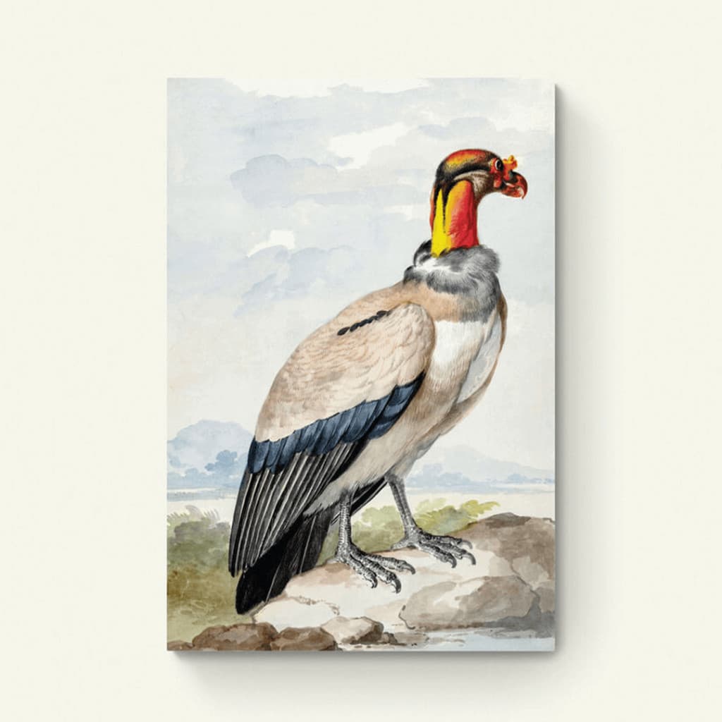 King vulture – Aert Schouman