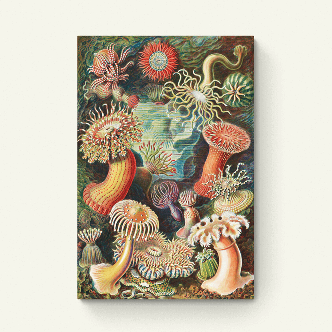 Kunstformen der Natur (1904) – Ernst Haeckel