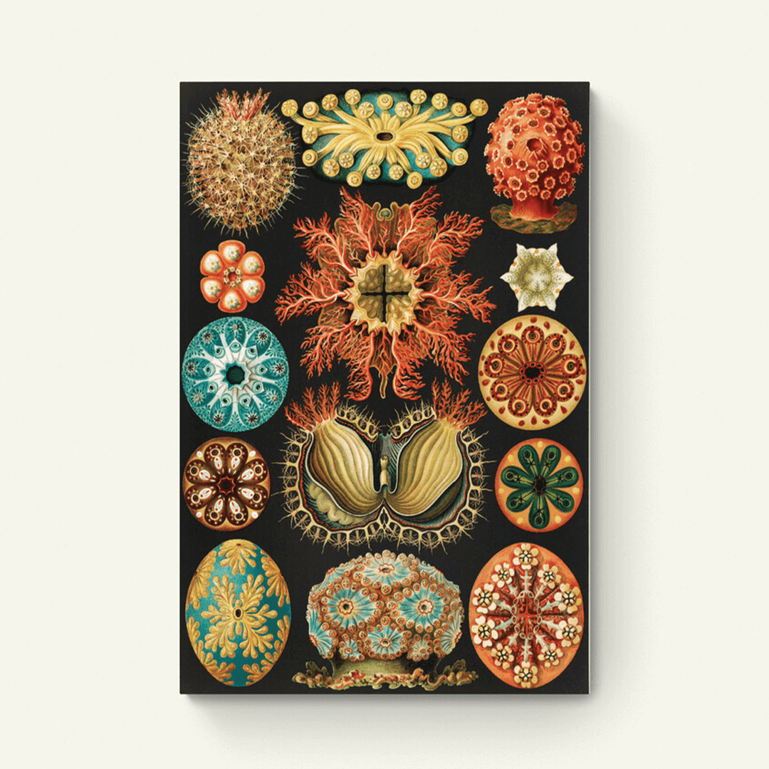 Kunstformen der Natur – Ernst Haeckel