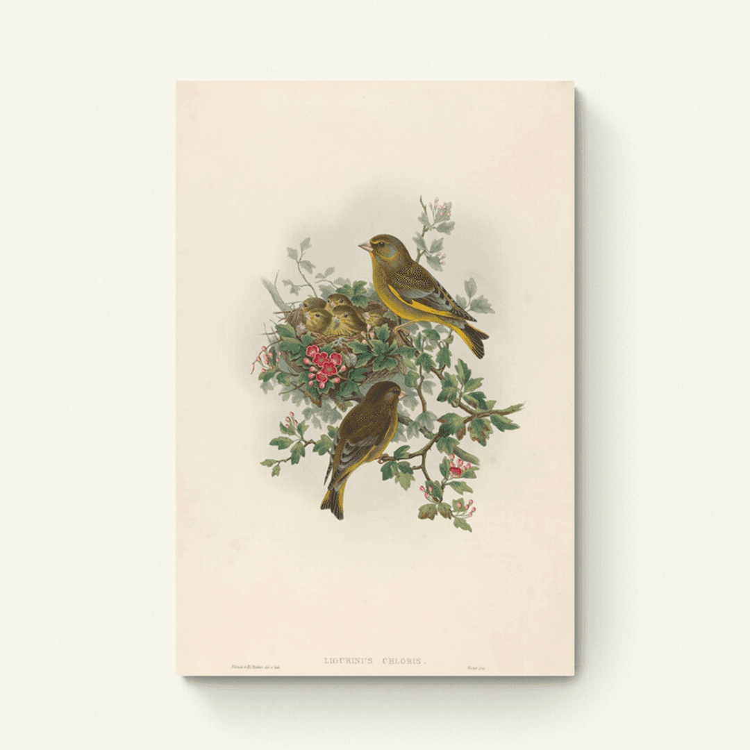 Ligurinus chloris (Groenling)