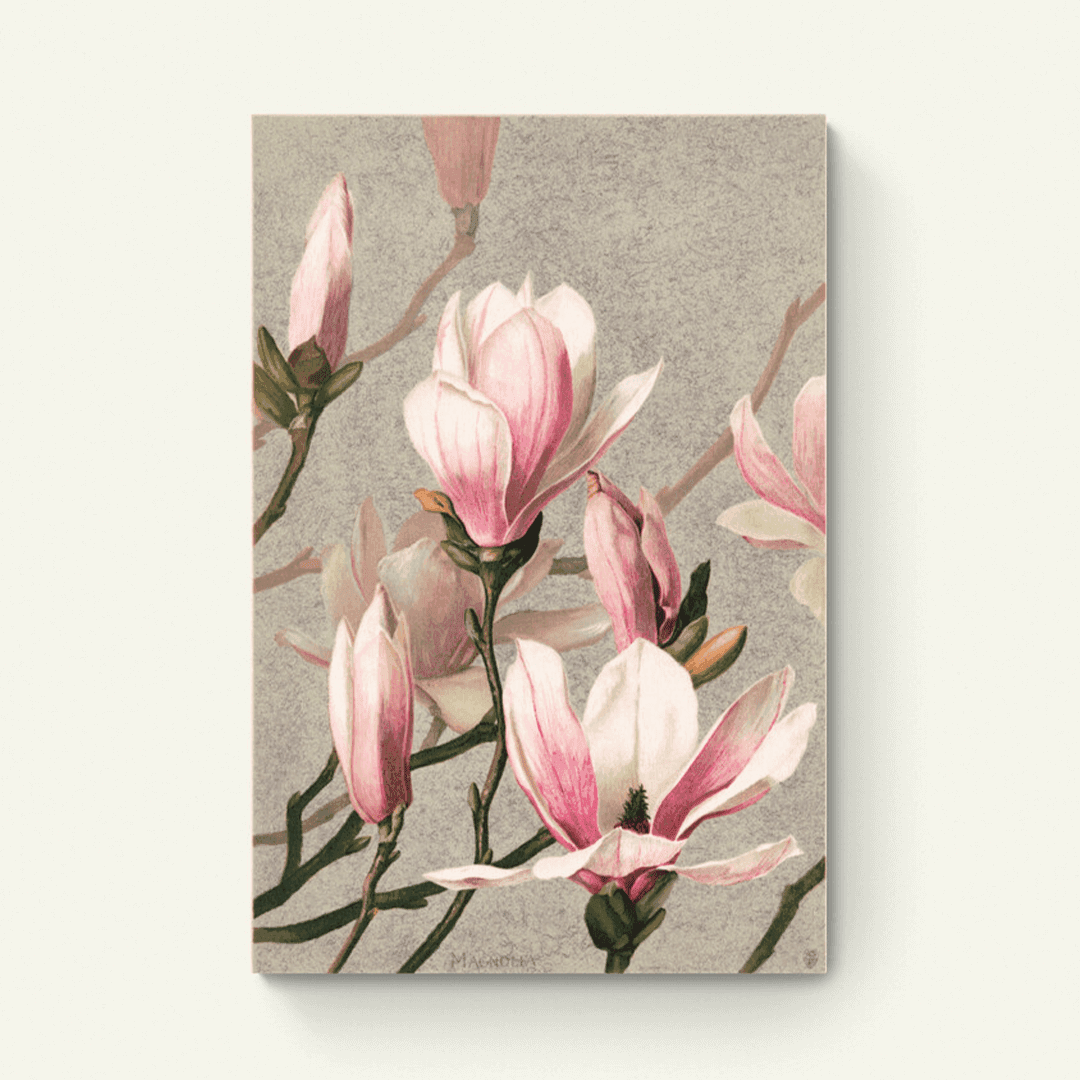 Magnolia – L. Prang