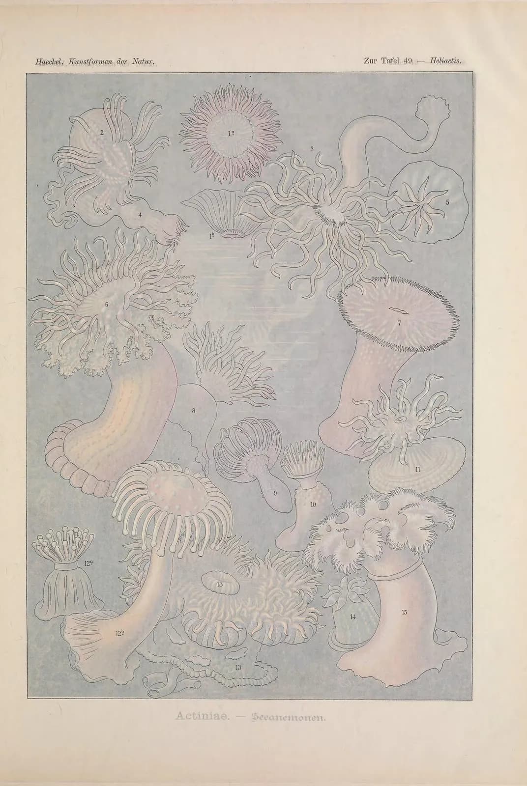 Actiniae (Kunstformen der Natur, plaat 49) – Ernst Haeckel