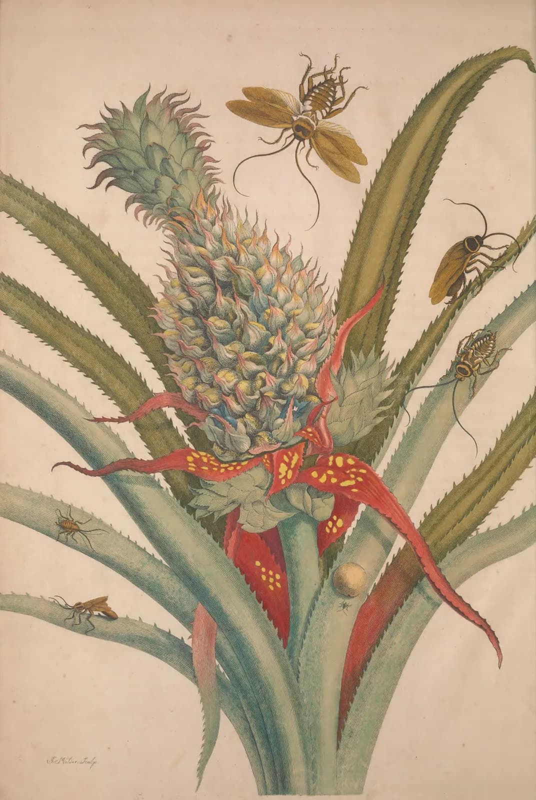 Ananas met kakkerlakken (Metamorphosis, plaat 1/2) – Maria Sibylla Merian