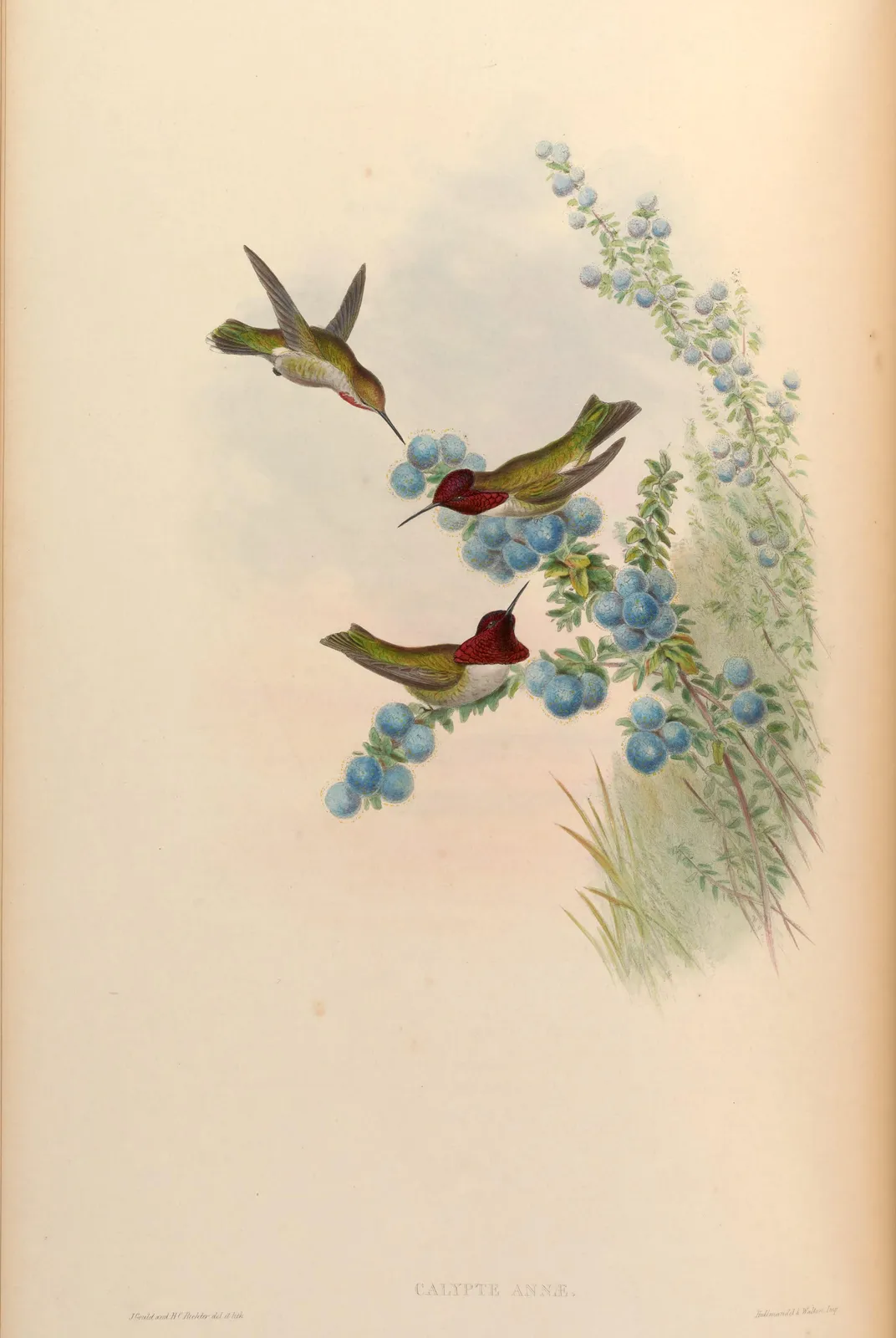Annakolibries – John Gould