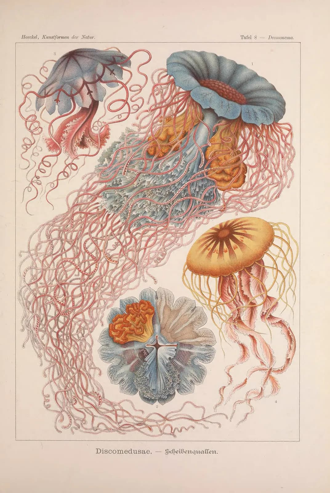 Discomedusae (Kunstformen der Natur, plaat 8) – Ernst Haeckel