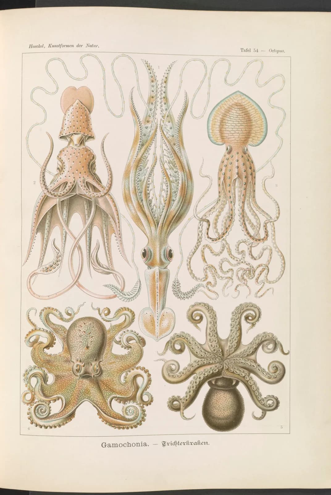 Gamochonia (Kunstformen der Natur, plaat 54) – Ernst Haeckel
