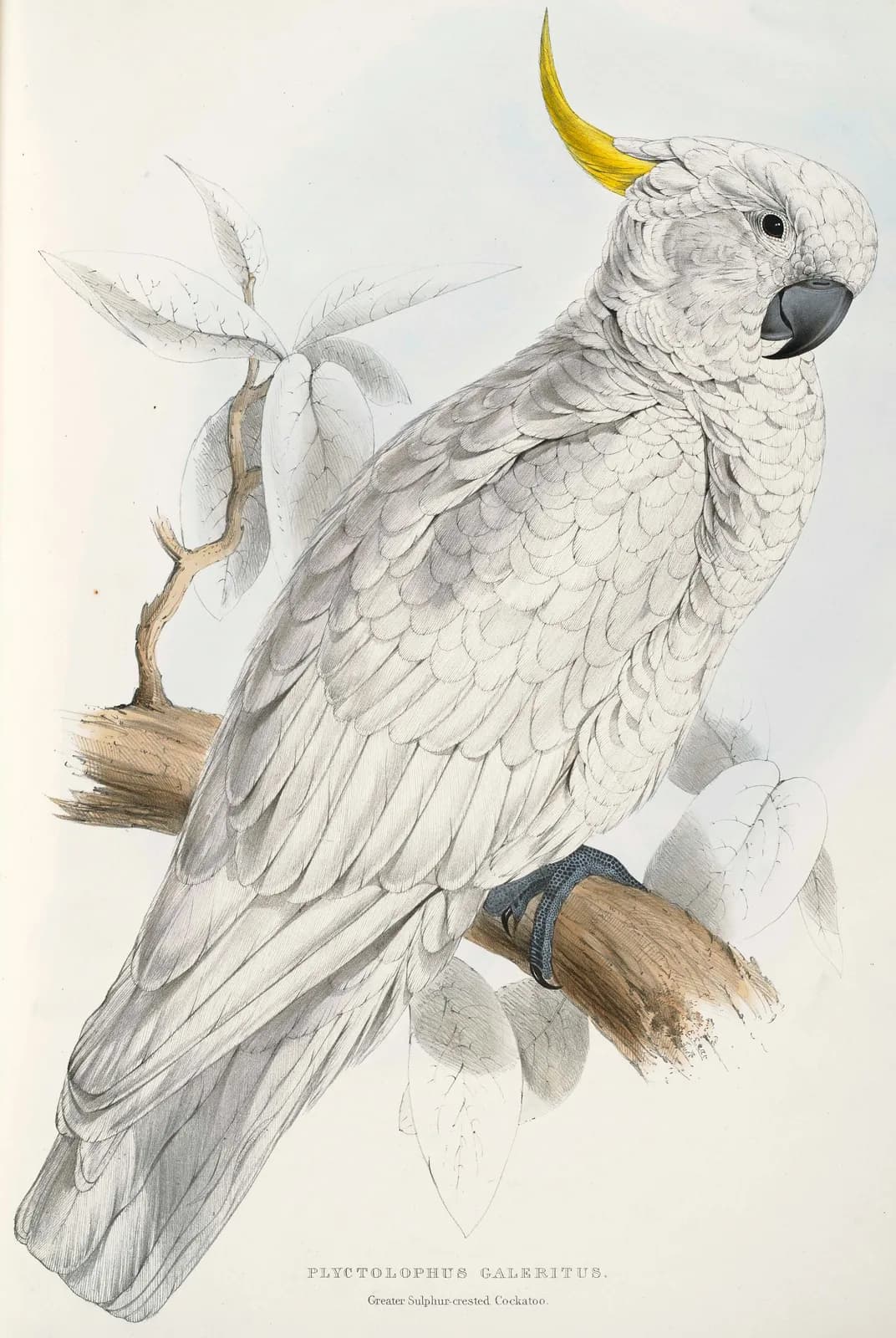 Geelkuifkaketoe – Edward Lear