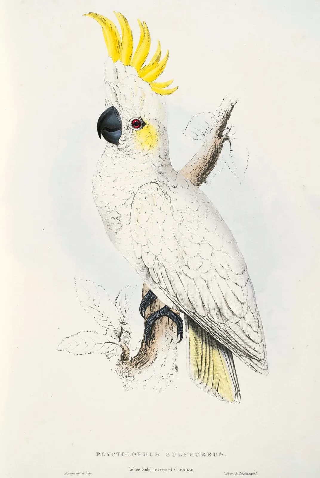 Geelwangkaketoe – Edward Lear