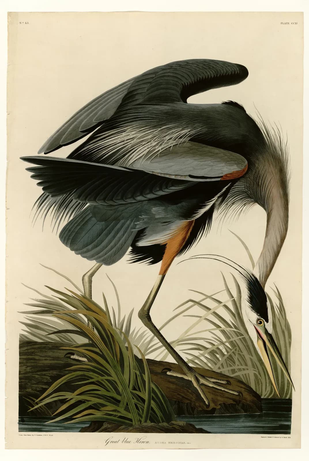 Great Blue Heron (plaat 211) – John James Audubon