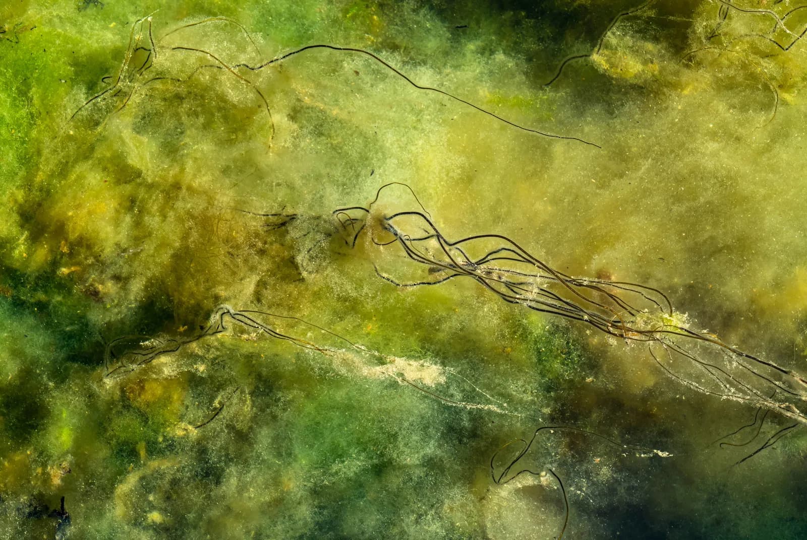 Groene Diepte – Jan van de Cappelle
