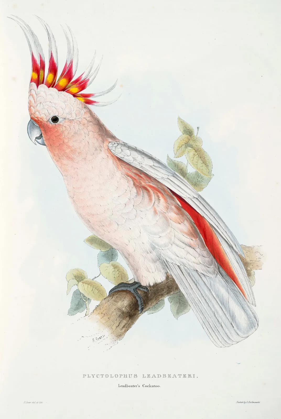 Inca-kaketoe – Edward Lear