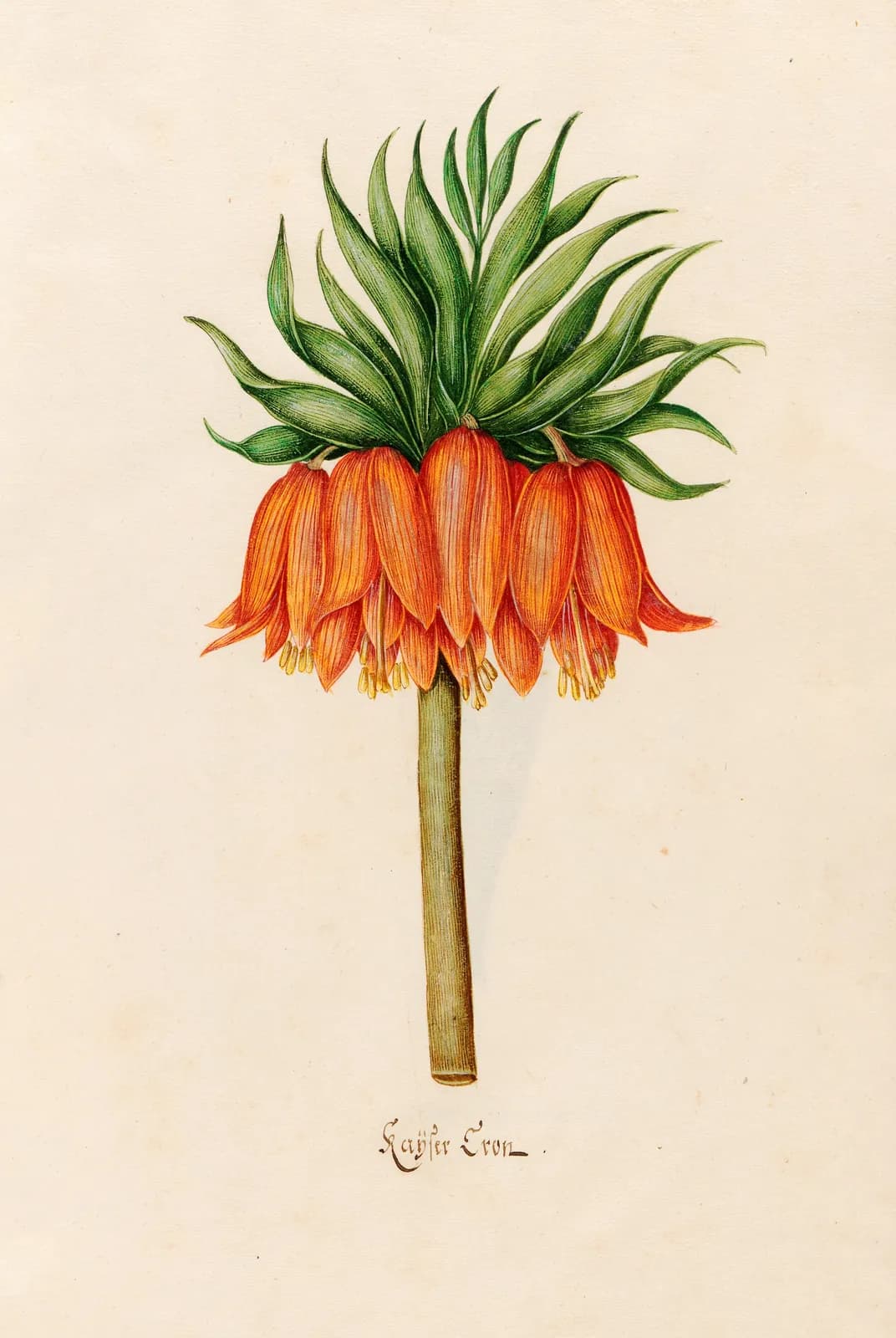 Kaÿser Kron (keizerskroon, florilegium, ca. 1690) – Magdalena Rosina Funck