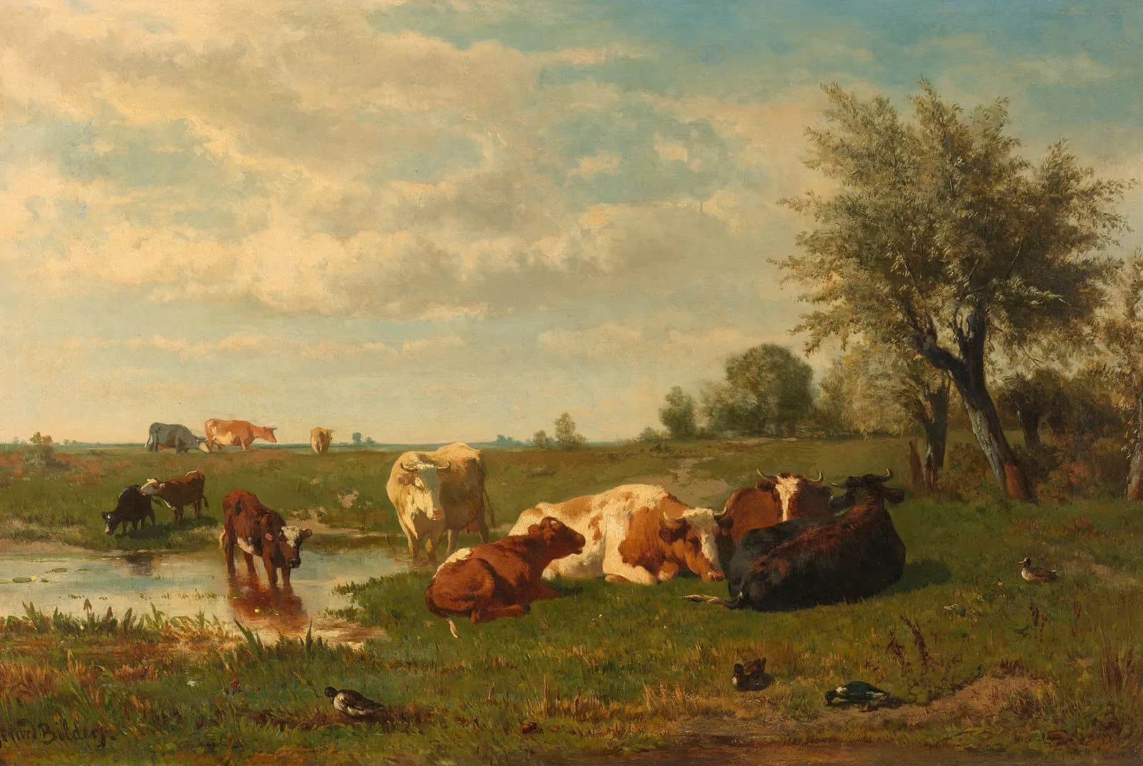 Koeien in de weide – Bilders