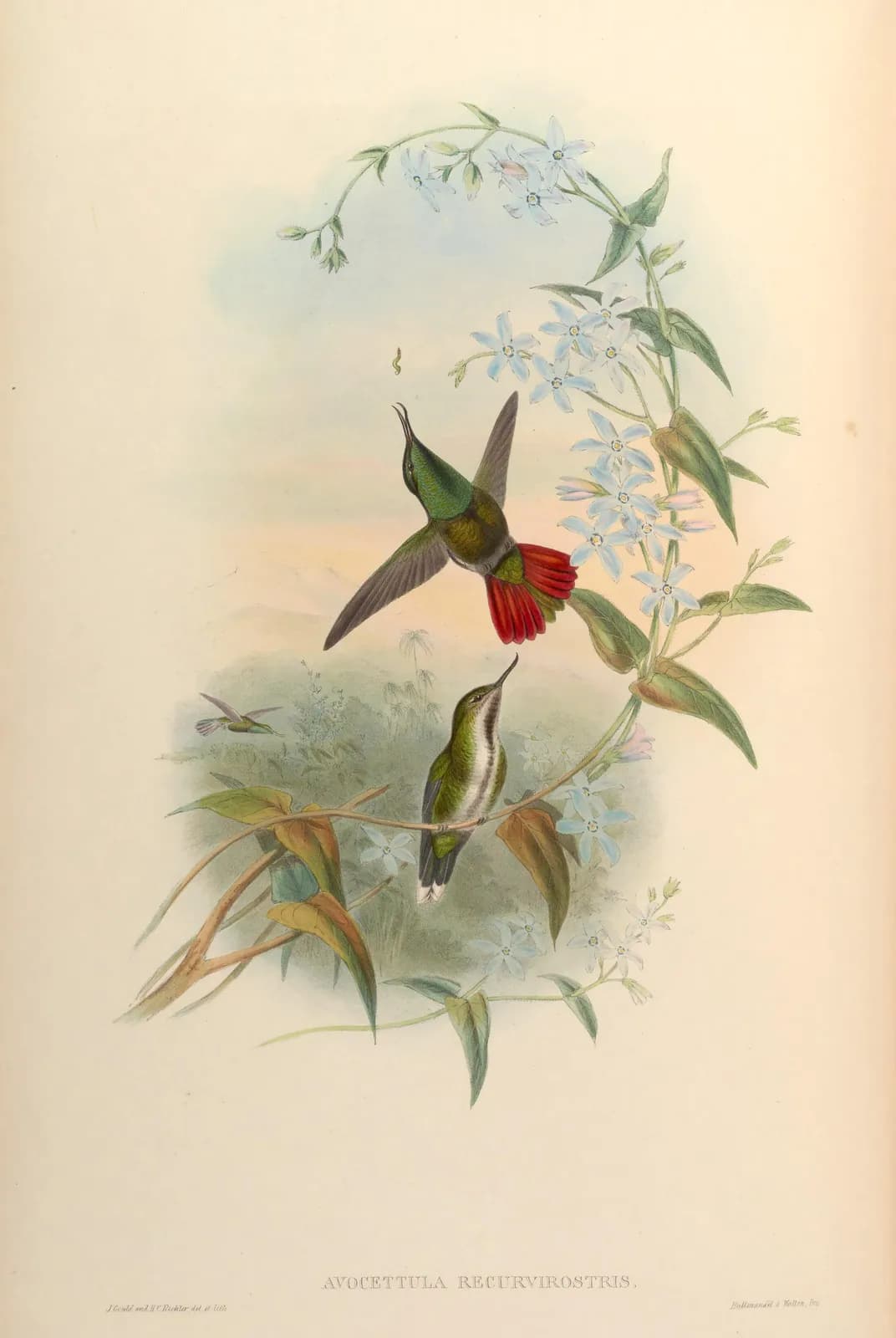 Kolibries (Avocettula recurvirostris) – John Gould
