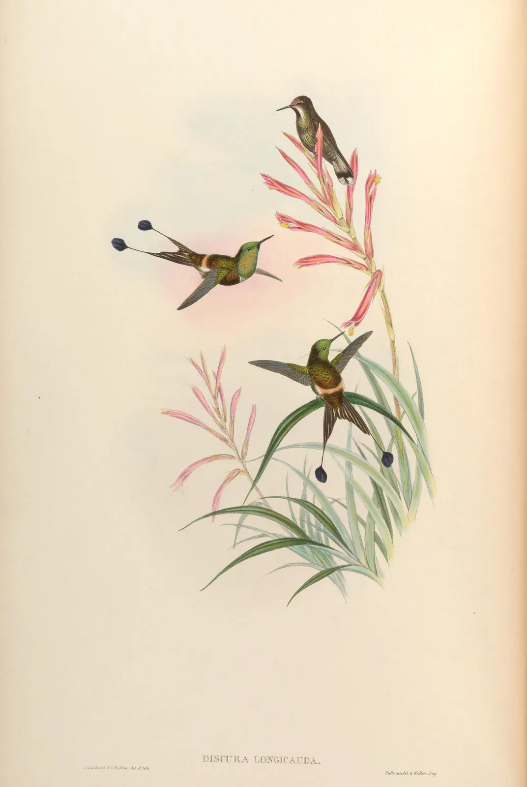 Kolibries (Discosura longicauda) – John Gould