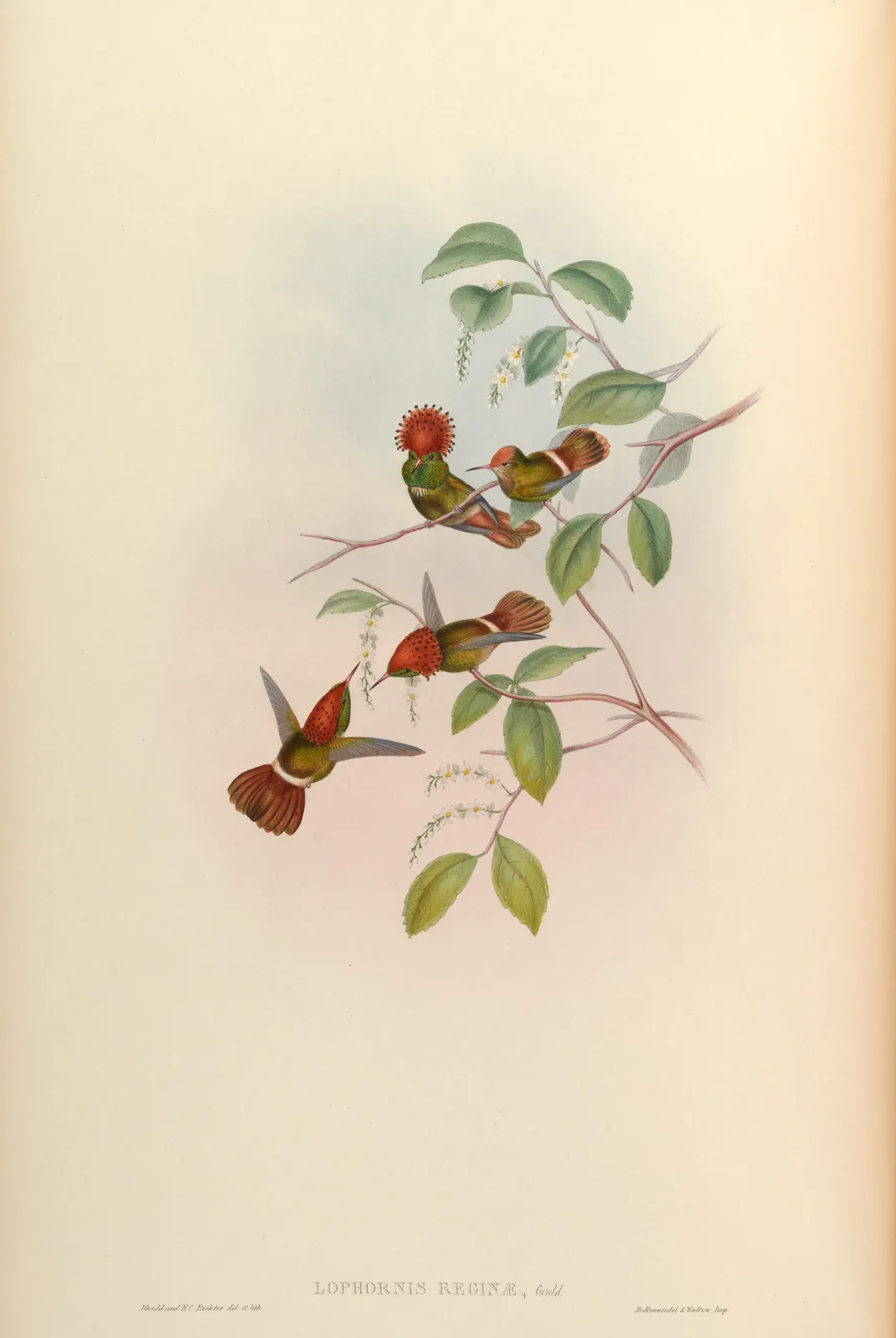 Kolibries (Lophornis stictolophus) – John Gould