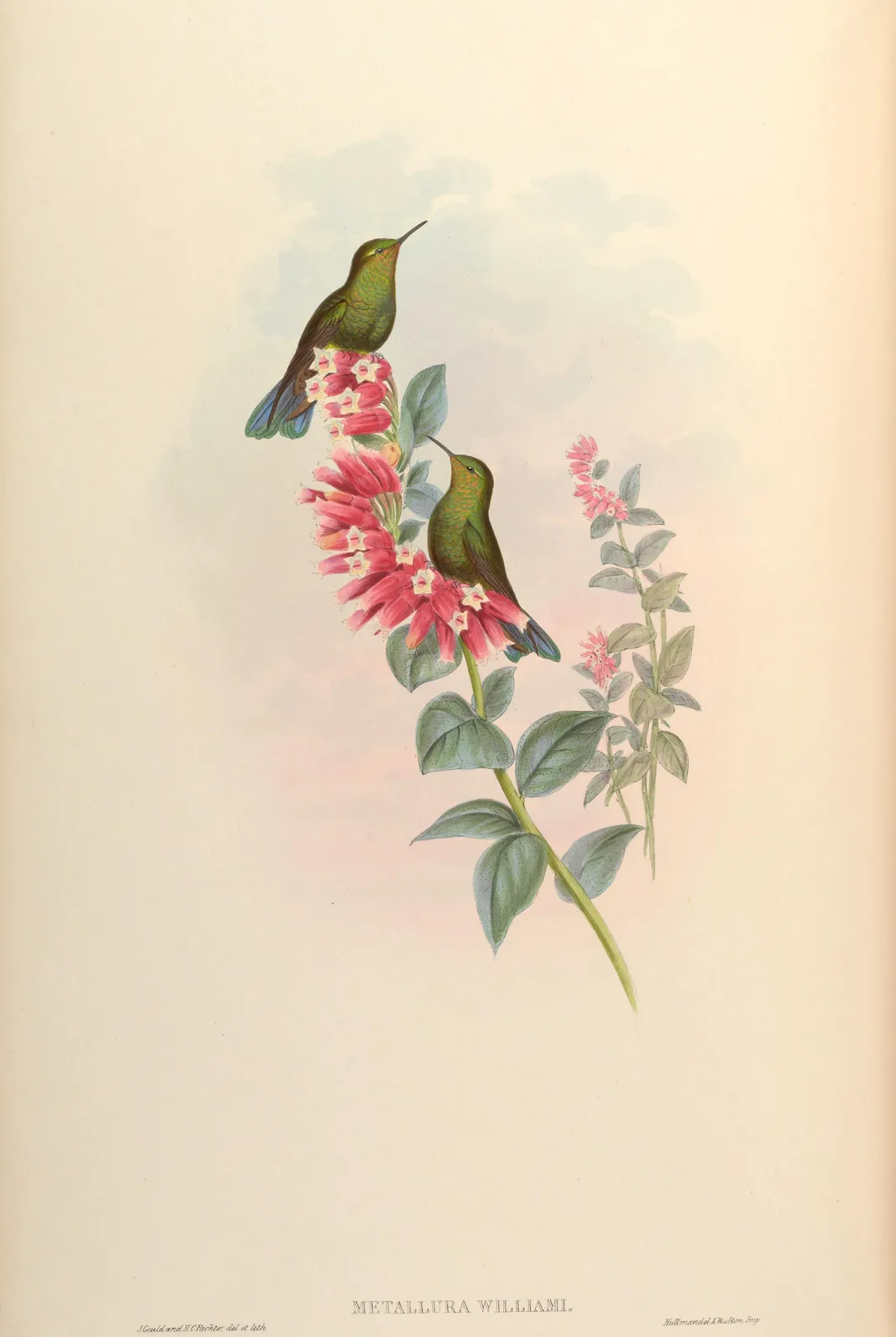 Kolibries (Metallura williami) – John Gould