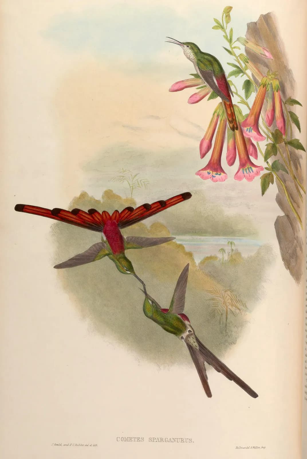 Kolibries (Sappho sparganura) – John Gould