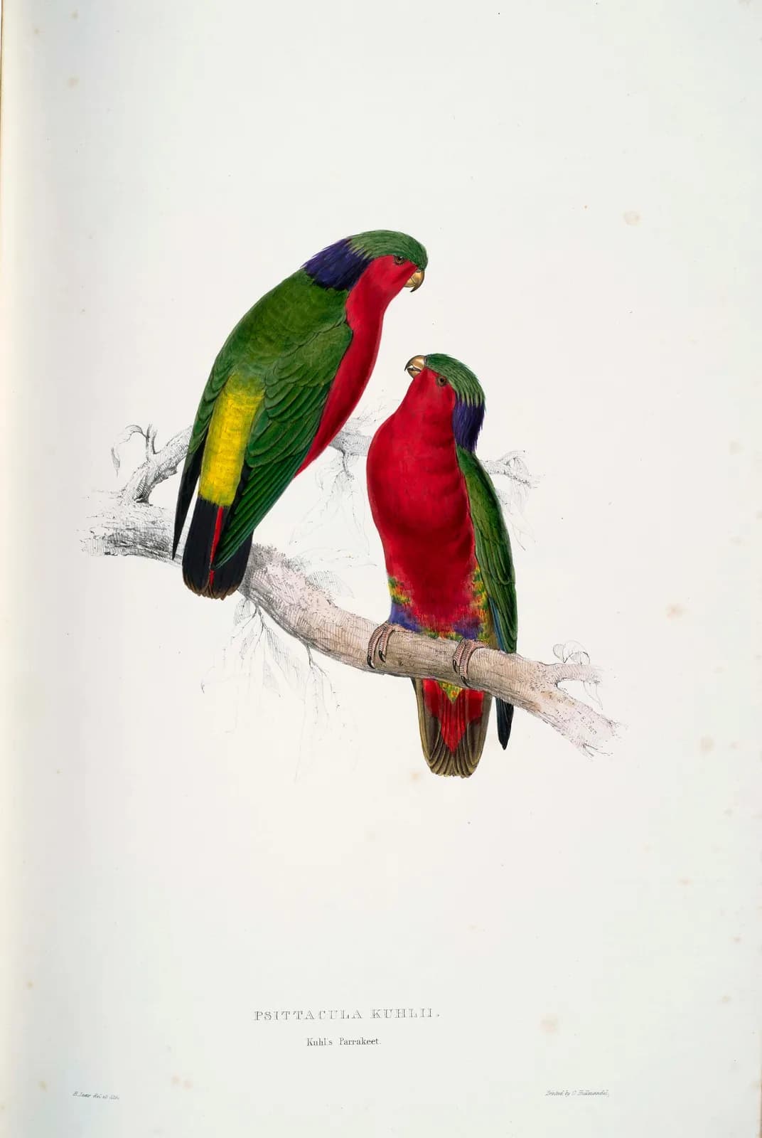 Kuhls lori – Edward Lear