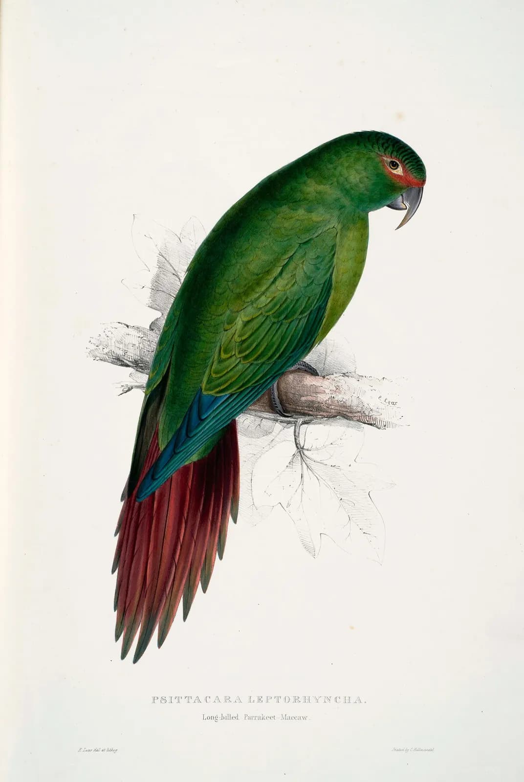 Langsnavelparkiet – Edward Lear