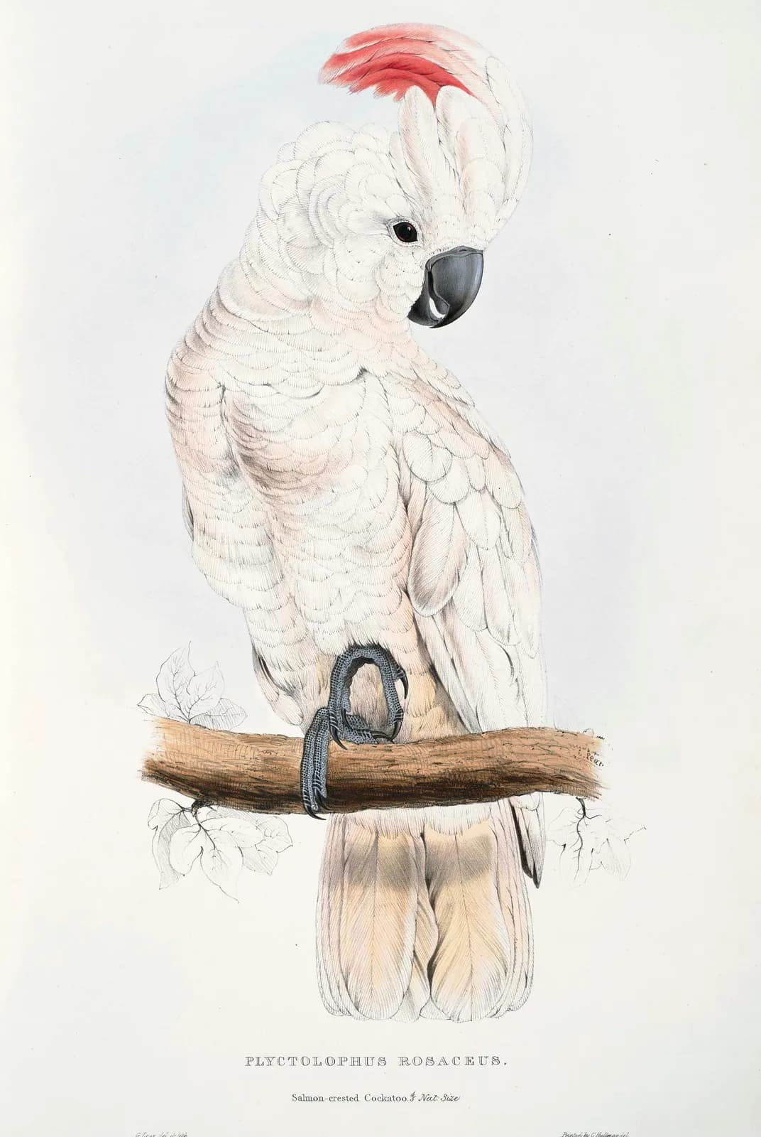 Molukkenkaketoe – Edward Lear