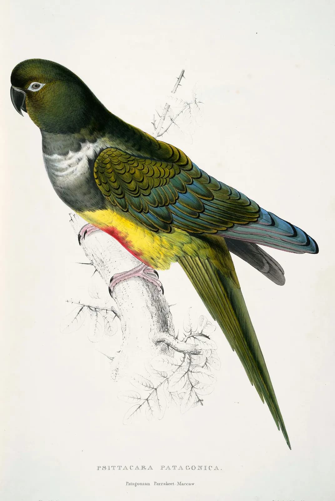 Patagonische parkiet – Edward Lear