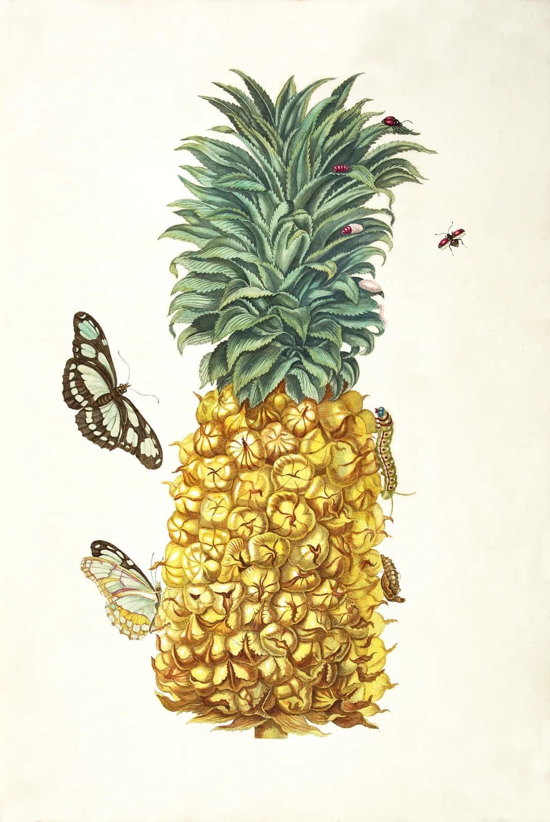 Plaat uit Metamorphosis (ananas met vlinders) – Maria Sibylla Merian