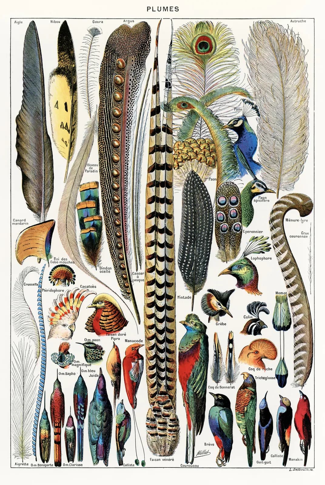 Plumes – Adolphe Millot