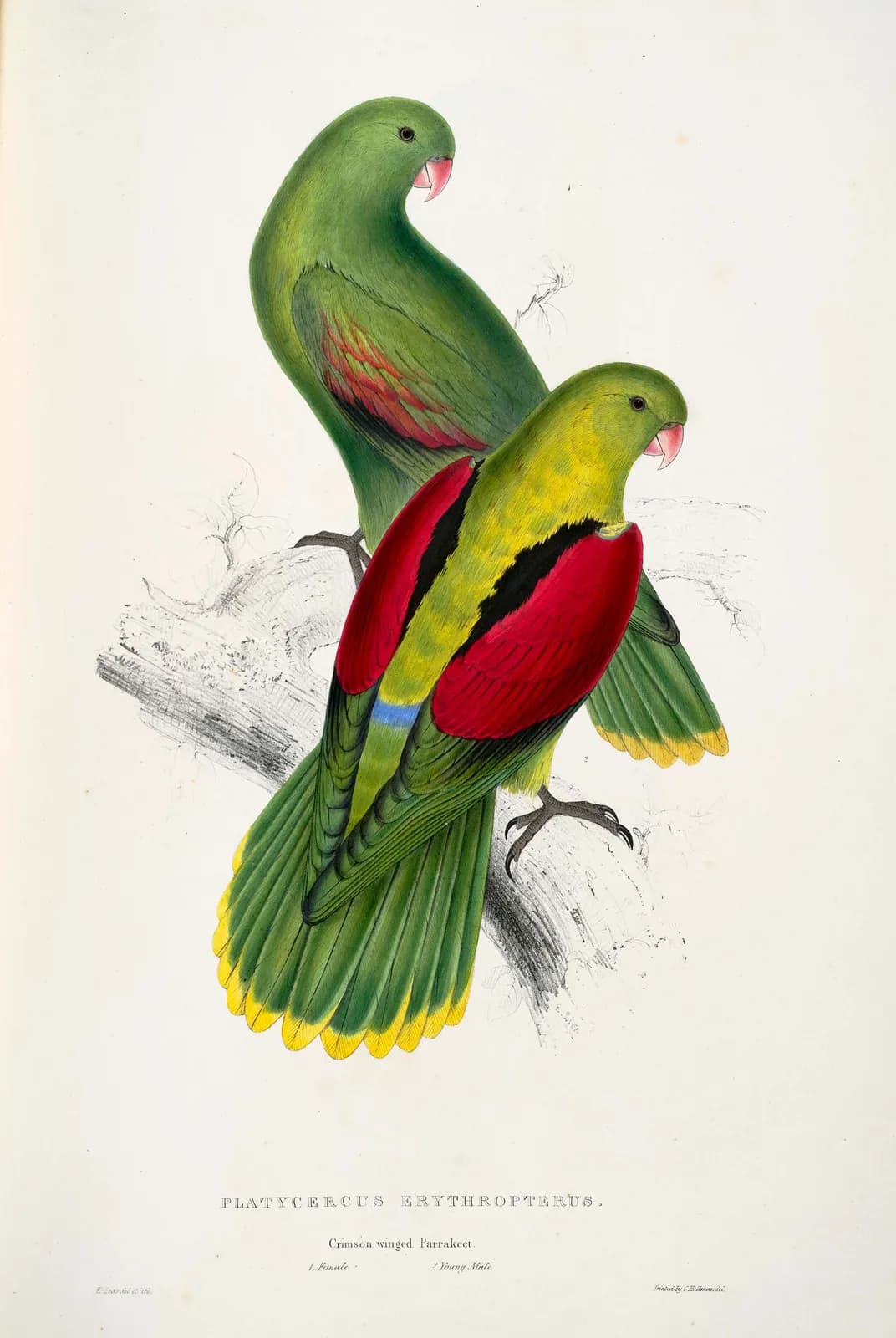 Roodvleugelparkieten – Edward Lear
