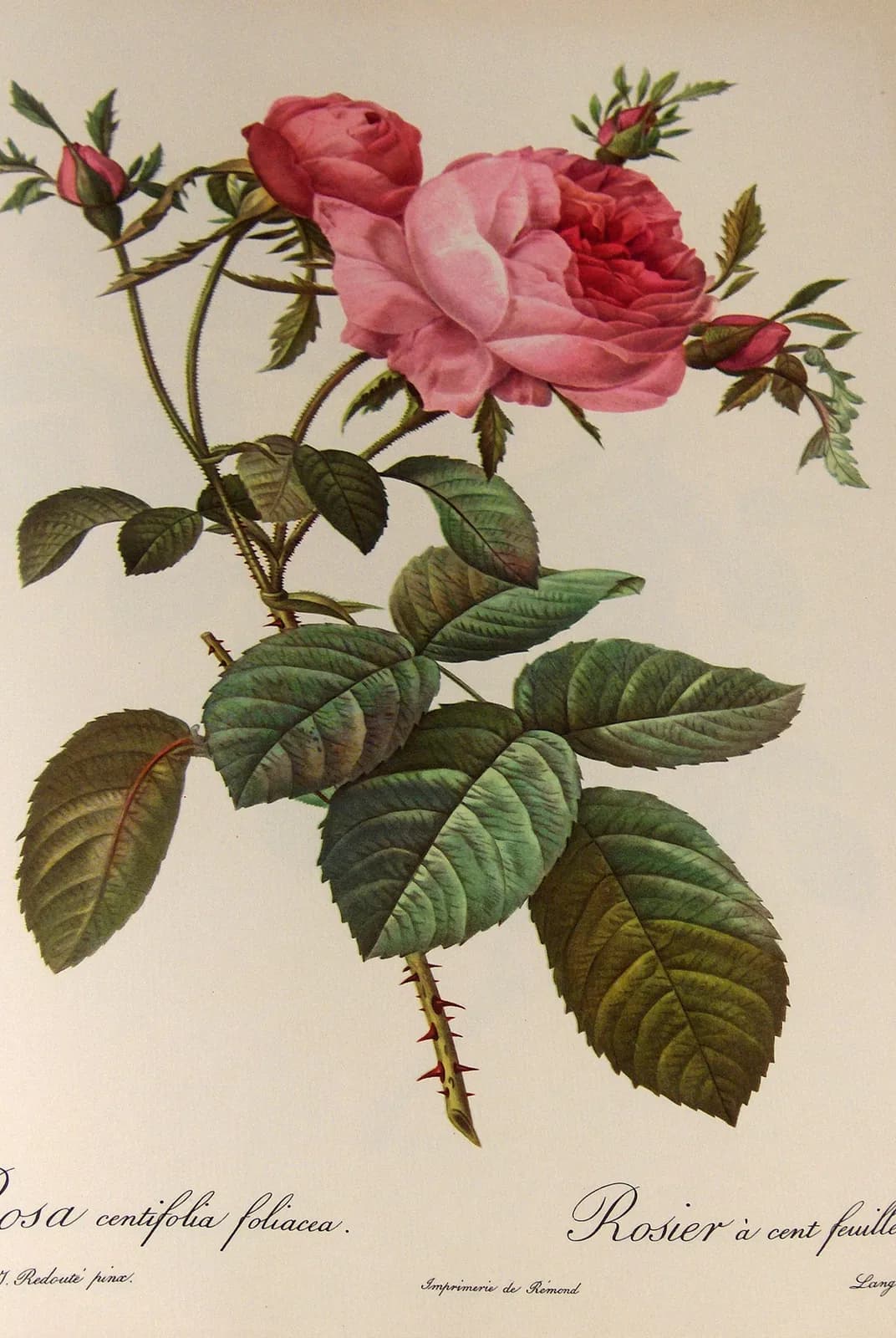 Rosa centifolia foliacea (Les Roses) – Pierre-Joseph Redouté