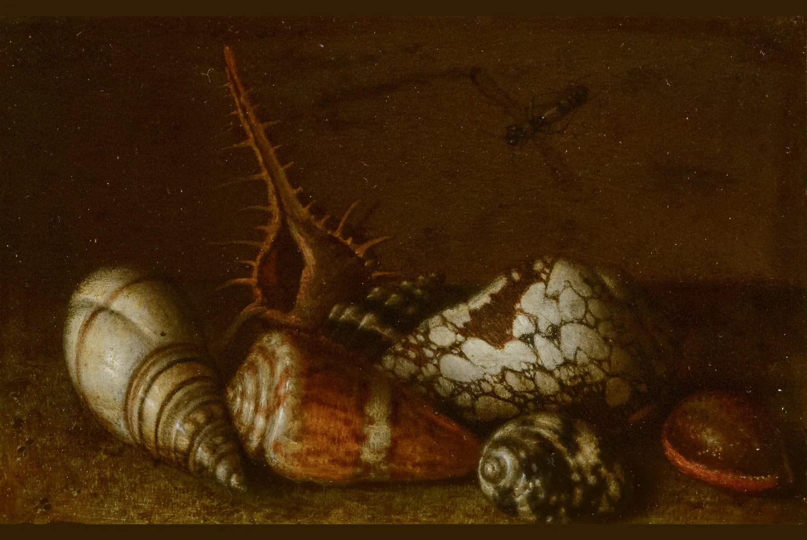 Schelpen op een tafel – Balthasar van der Ast