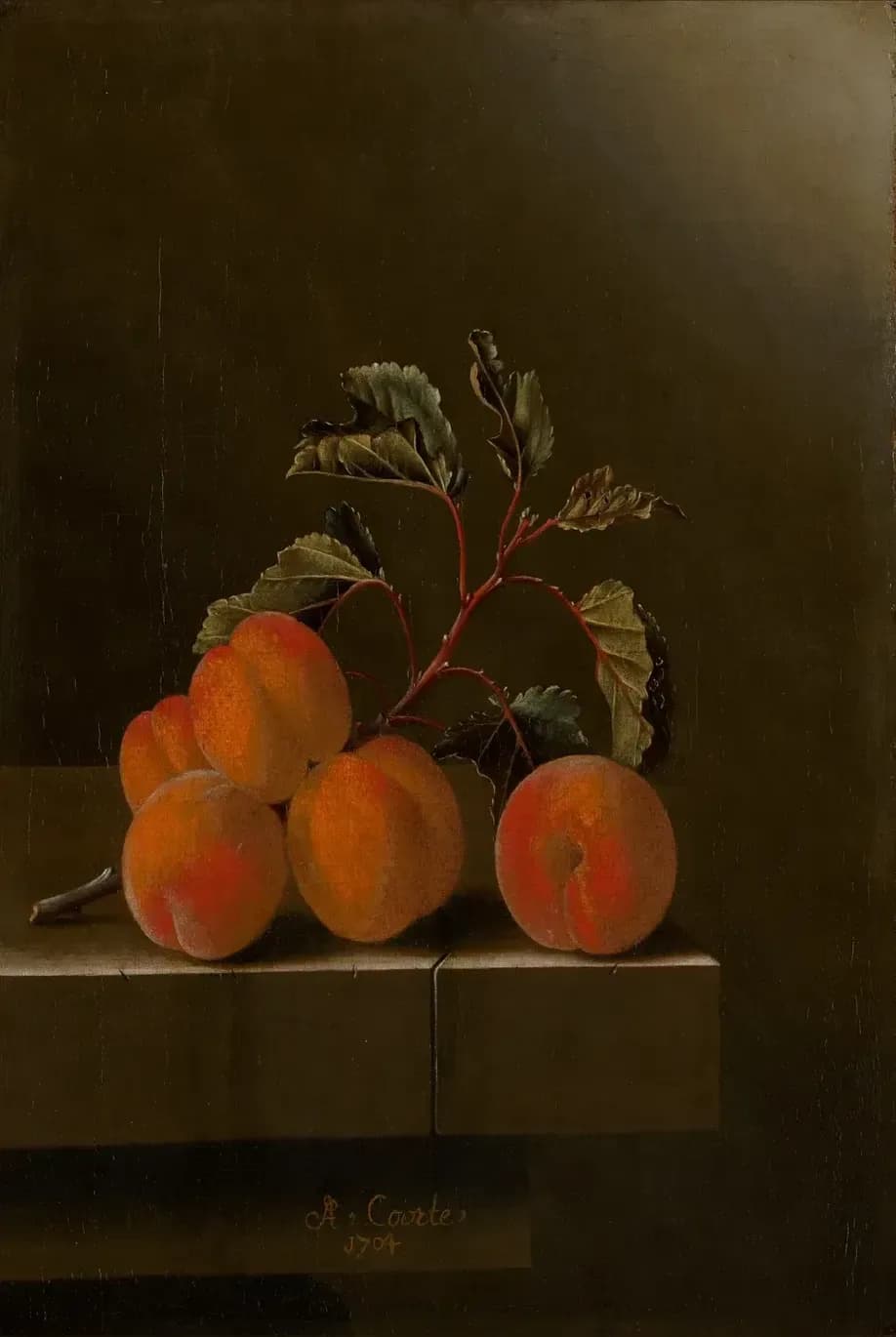 Stilleven met vijf abrikozen – Adriaen Coorte