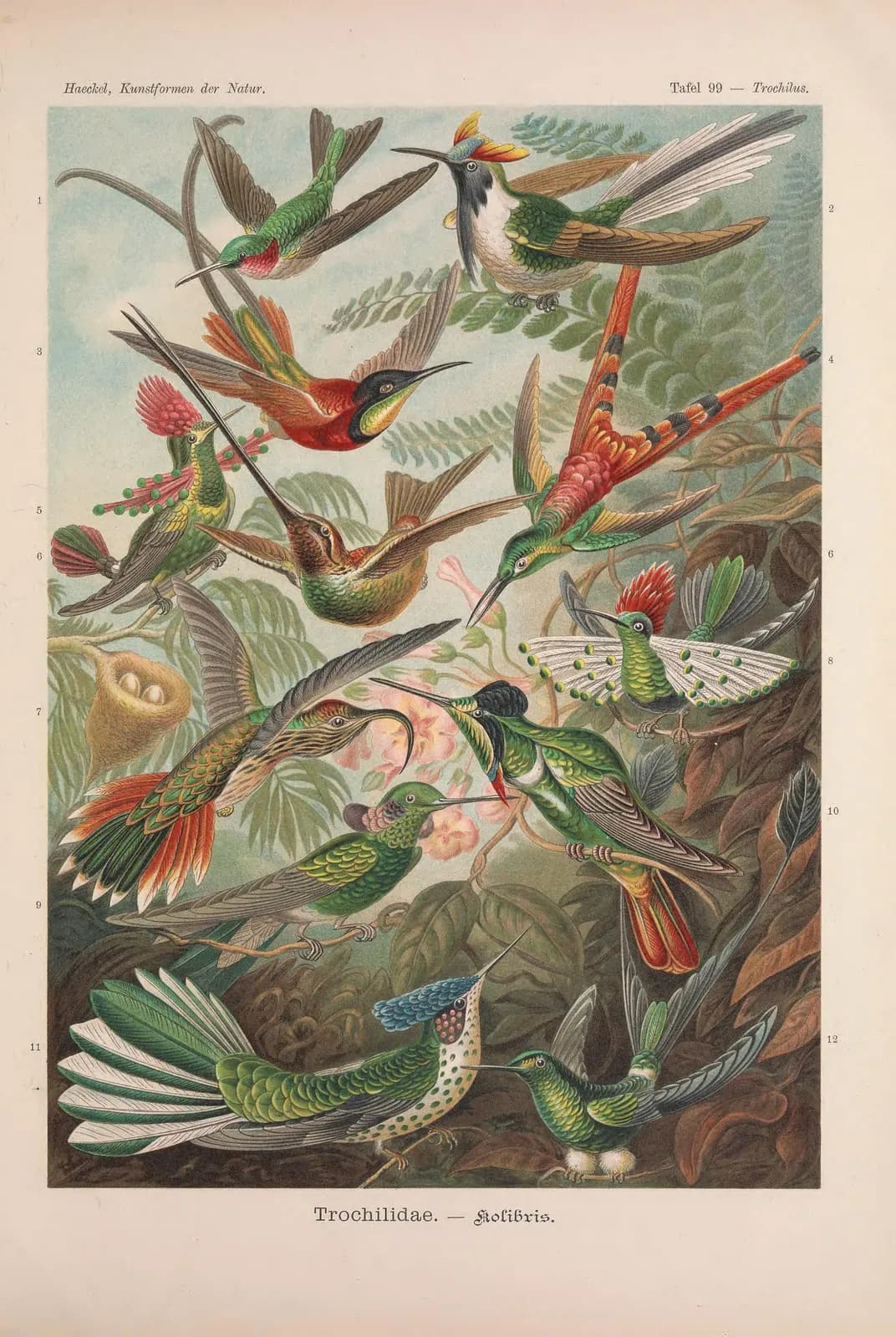 Trochilidae (Kunstformen der Natur, plaat 99) – Ernst Haeckel