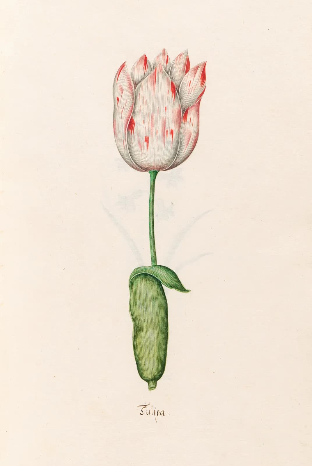Tülipa (tulpen, florilegium, ca. 1690) – Magdalena Rosina Funck