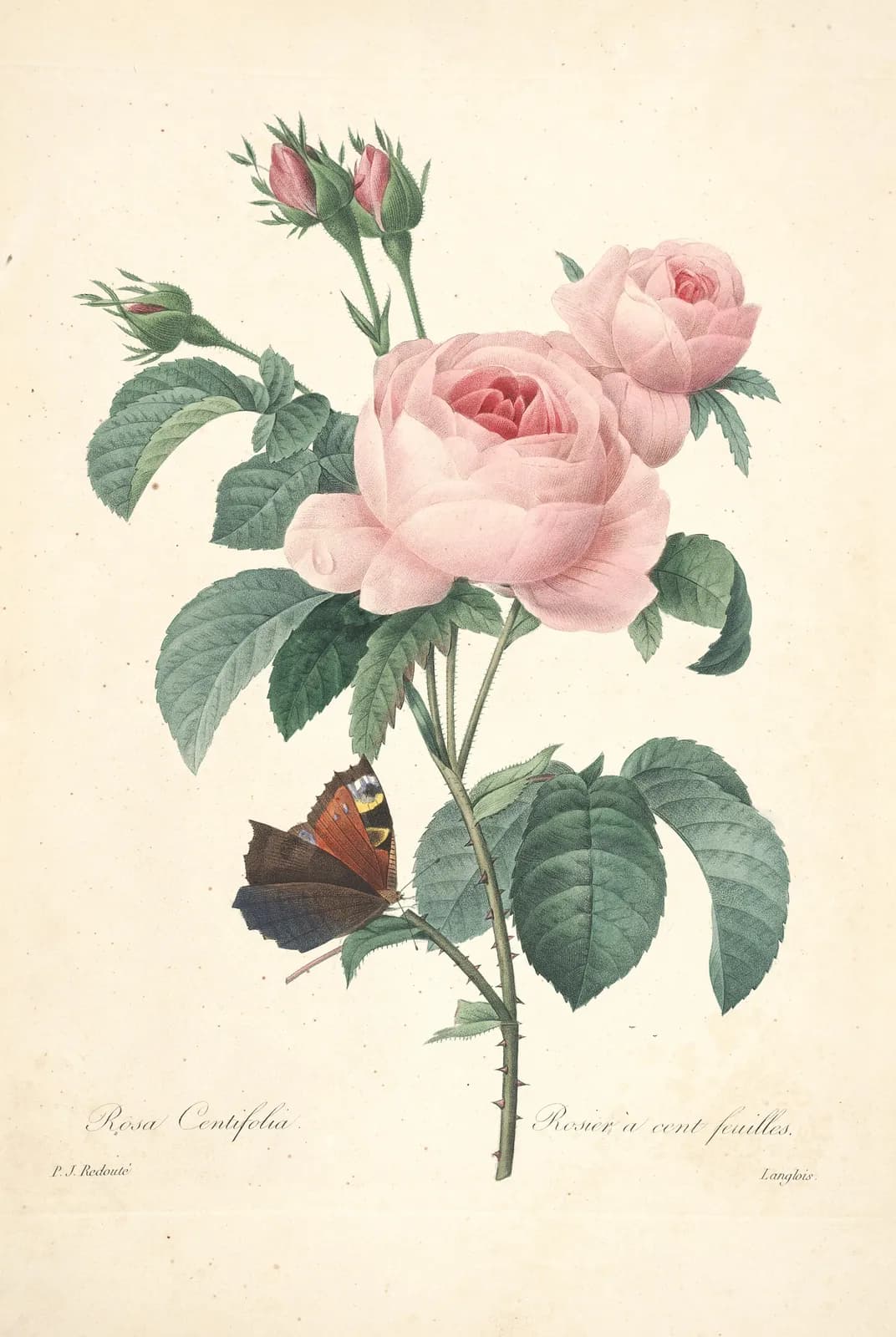 Twee rozen met een vlinder – Pierre-Joseph Redouté