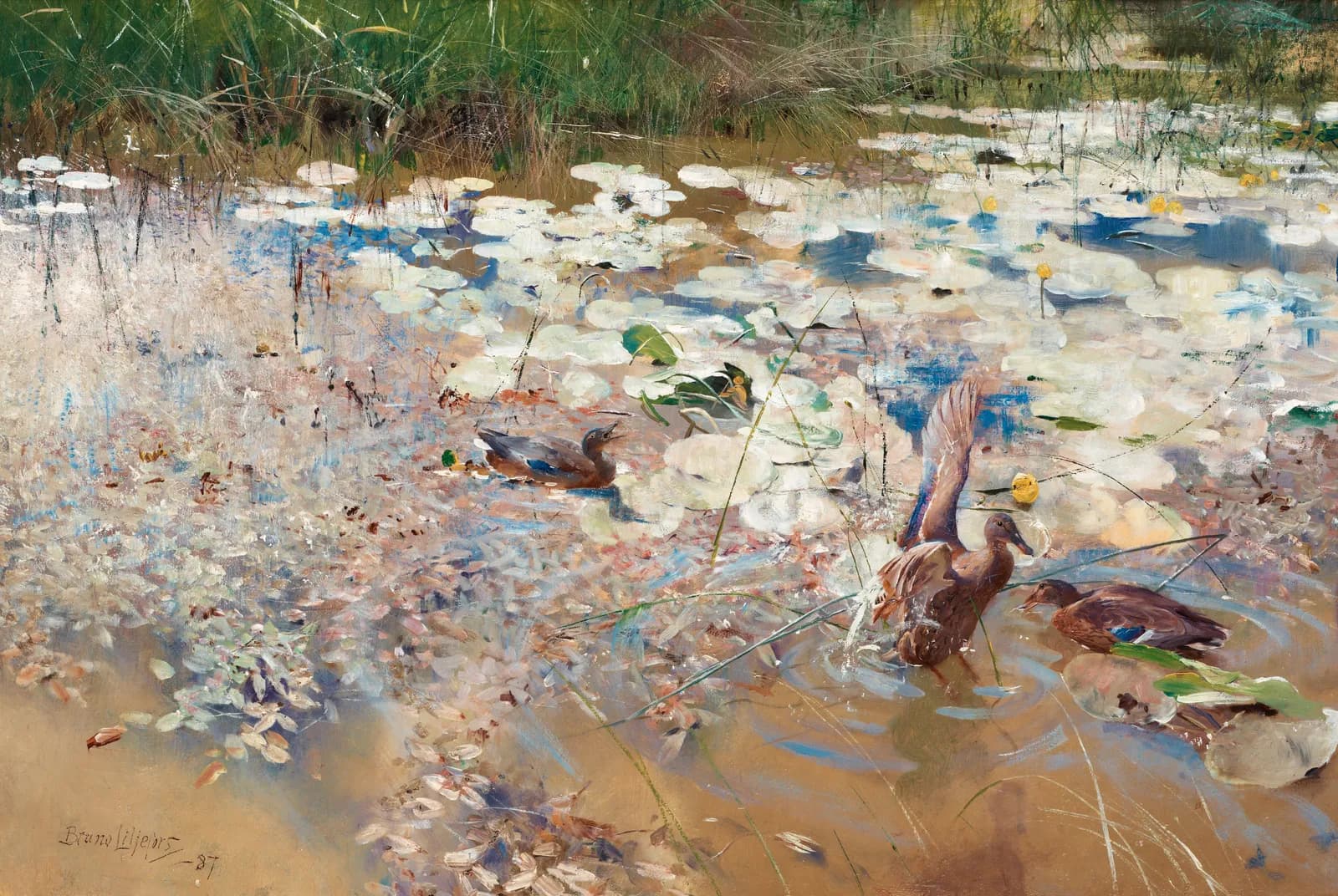Wilde eenden – Bruno Liljefors
