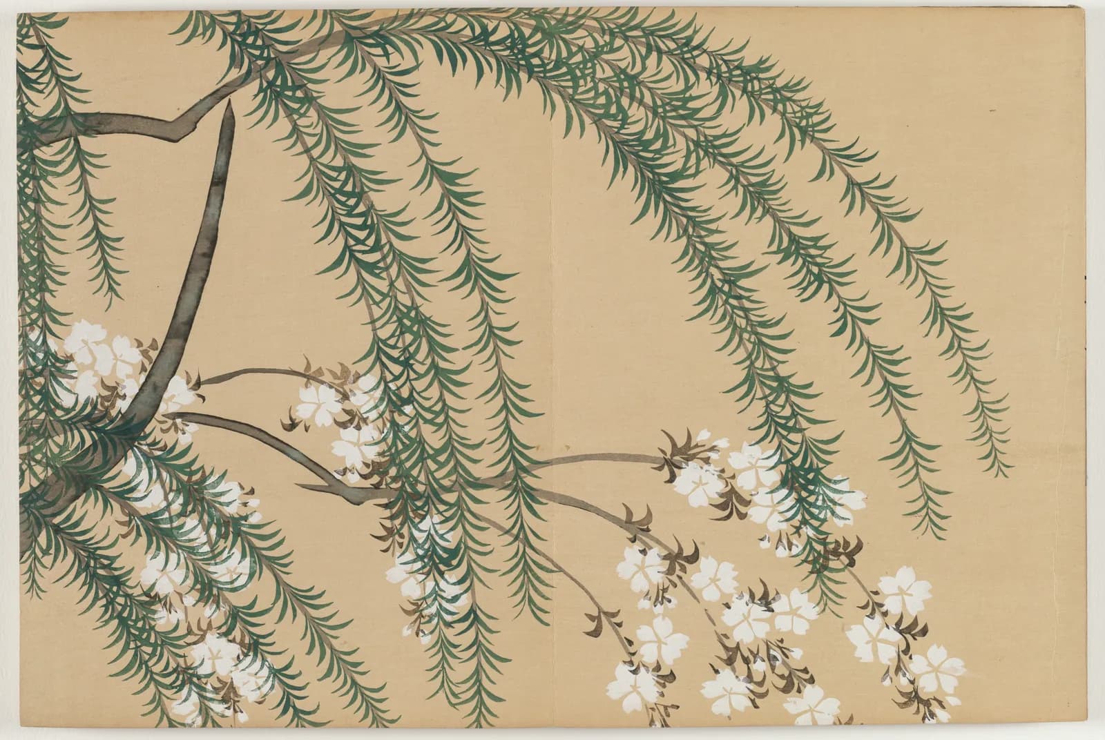 Willow and Cherry (Yanagizakura) – Kamisaka Sekka